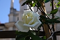 Festa delle rose_17